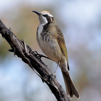 Tawny-crowned Honeyeater